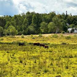 Kühe hat es auch 🐄