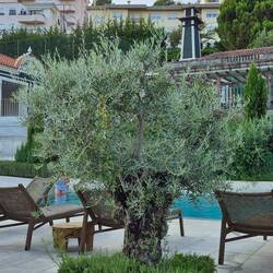 Olive tree by the pool