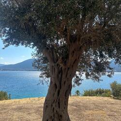 Dieser Olivenbaum erzählt so viel 😍