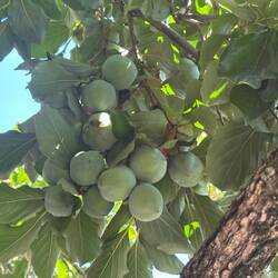 Quince growing in the courtyard