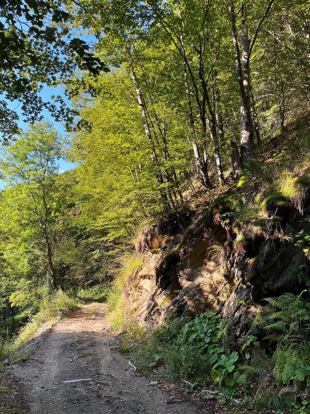 Mehr Buchenwald