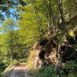 mehr Buchenwald