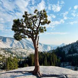 „Olmsted Point“