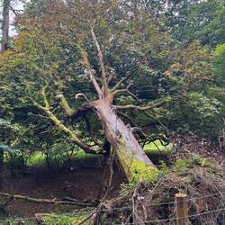 Half fallen down, but not given up. Inspiring attitude 😍