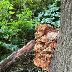 Chicken of the Wood! 😃