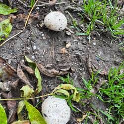 Champignon or Death Cap? I'll never know 😆