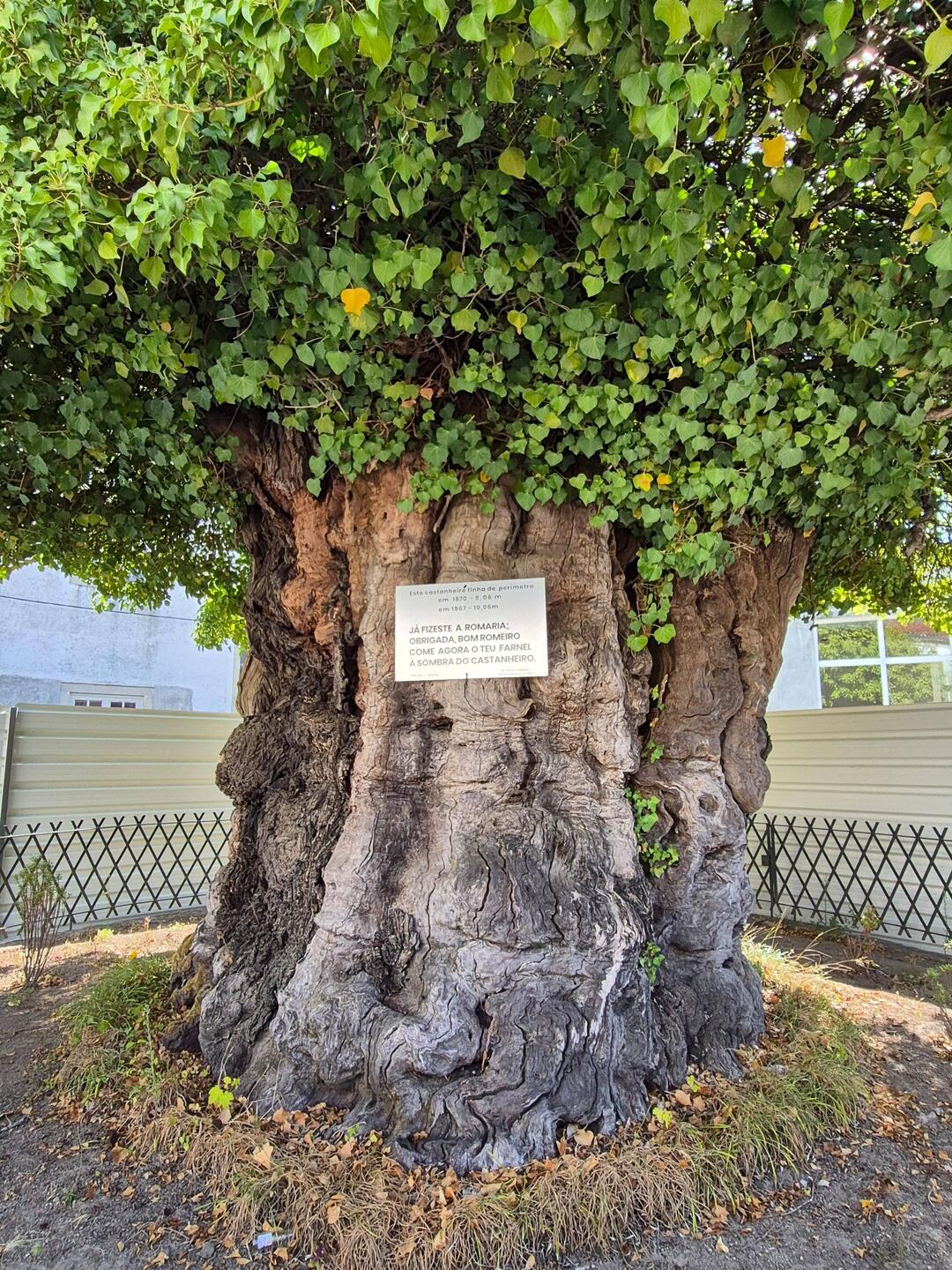 500 year old chestnut tree