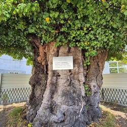 500 year old chestnut tree