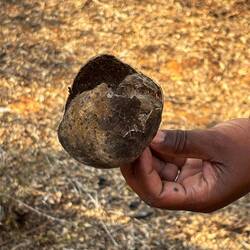 Frucht mit Samen drin