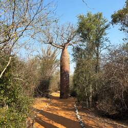 Baobab