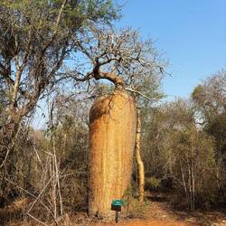 Karotten Baobab - ca. 900 Jahre