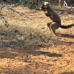Rotstirn brauner Lemur