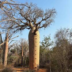 Treppenstufen um an die Früchte zu kommen