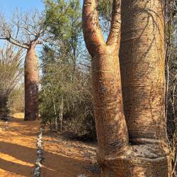 Geschnittener Baobab