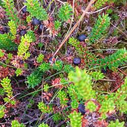 DIESE Beeren auf keinen Fall genießen- das weiß ich noch von früher
