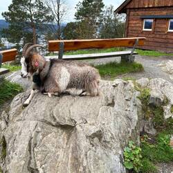 Floyen goat
