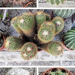 Botanische tuin Padua