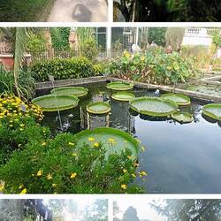 Botanische tuin Padua