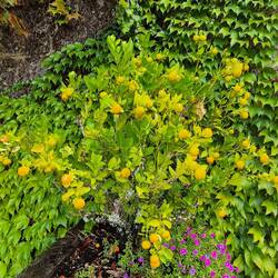 Meyer lemon tree