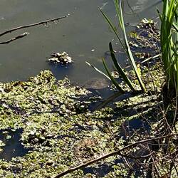 Schildkröte am Uferrand