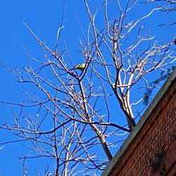 Papagei in der Stadt