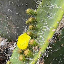 Cactus flower