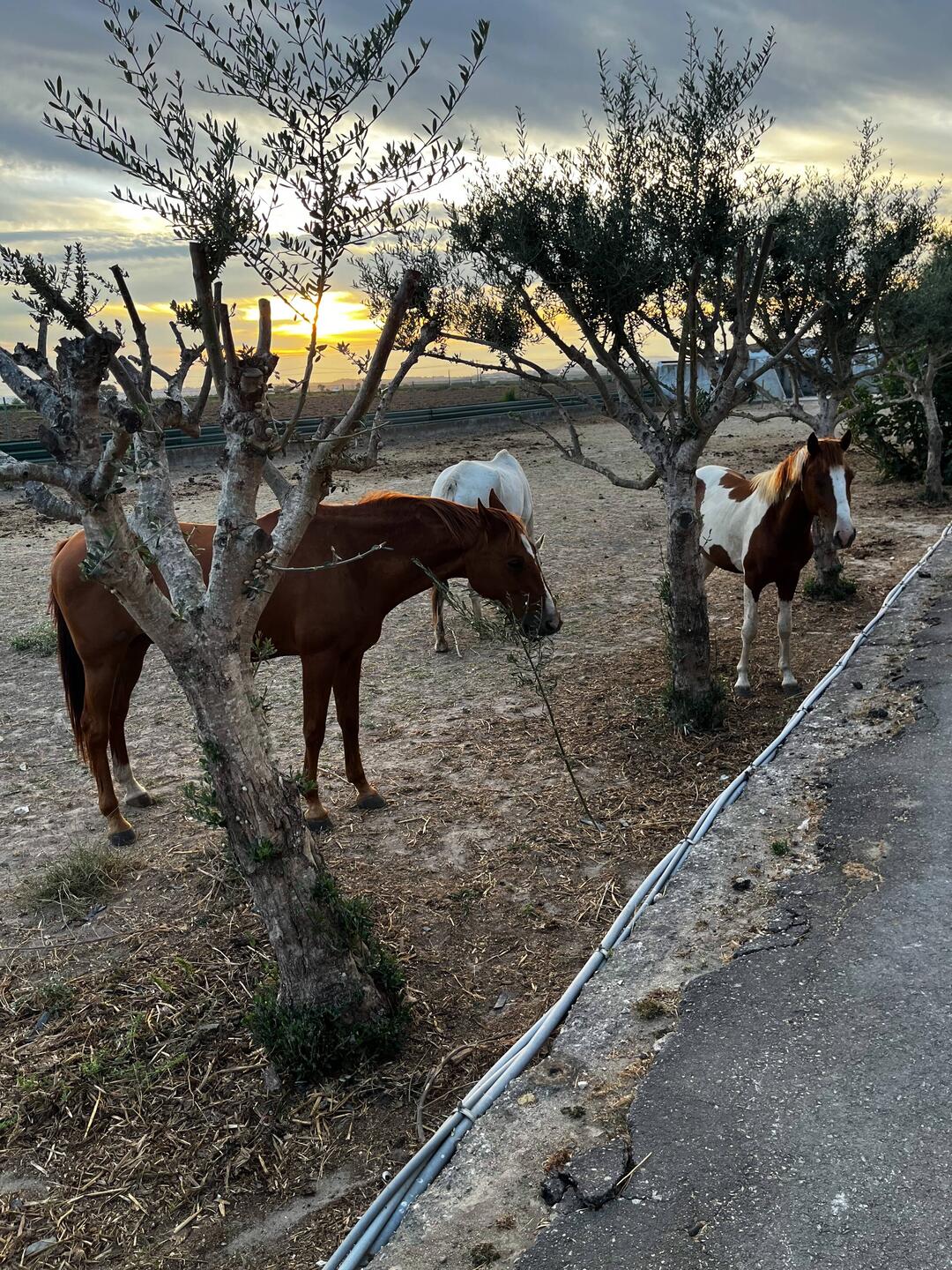 Stayed at a place with horses last night.