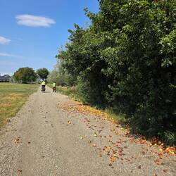 Apple trees along the trail