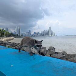Putziger Kerl vor der Skyline von Panama Stadt.
