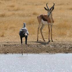 Am Wasserloch: Sekretär und Springbock
