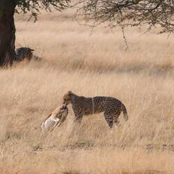 Gepard mit Beute