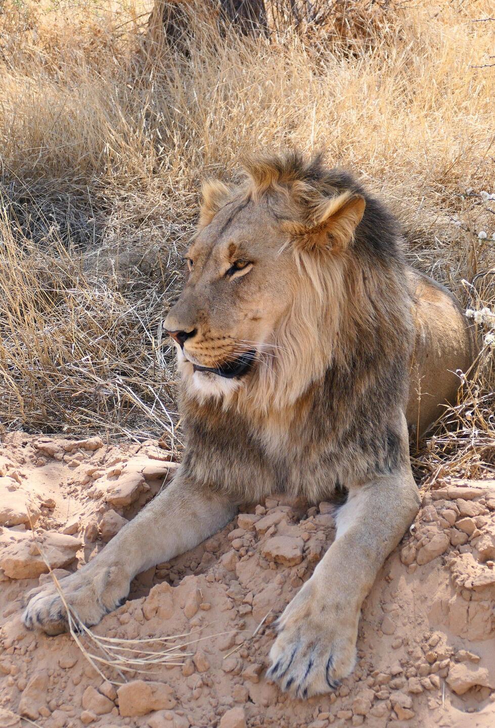 Löwen in der Kgalagadi