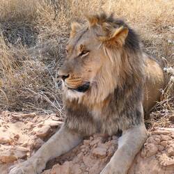 Schwarzer Mähnenlöwe im Kgalagadi Transfrontier Park