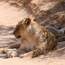 Löwen bei der Siesta