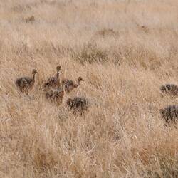 Straußenküken im Gras