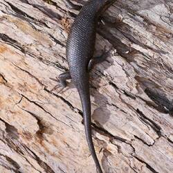 Trachylepis sparsa am Rastplatz