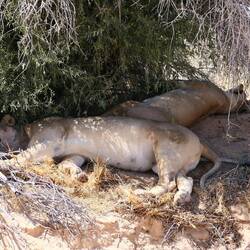 Die Löwinnen halten Siesta