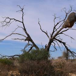 Webervogelnest