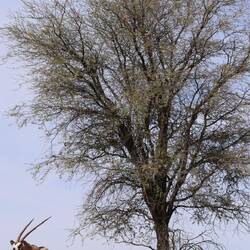 Oryxantilope