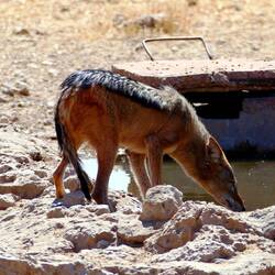 Schakal am Wasserloch