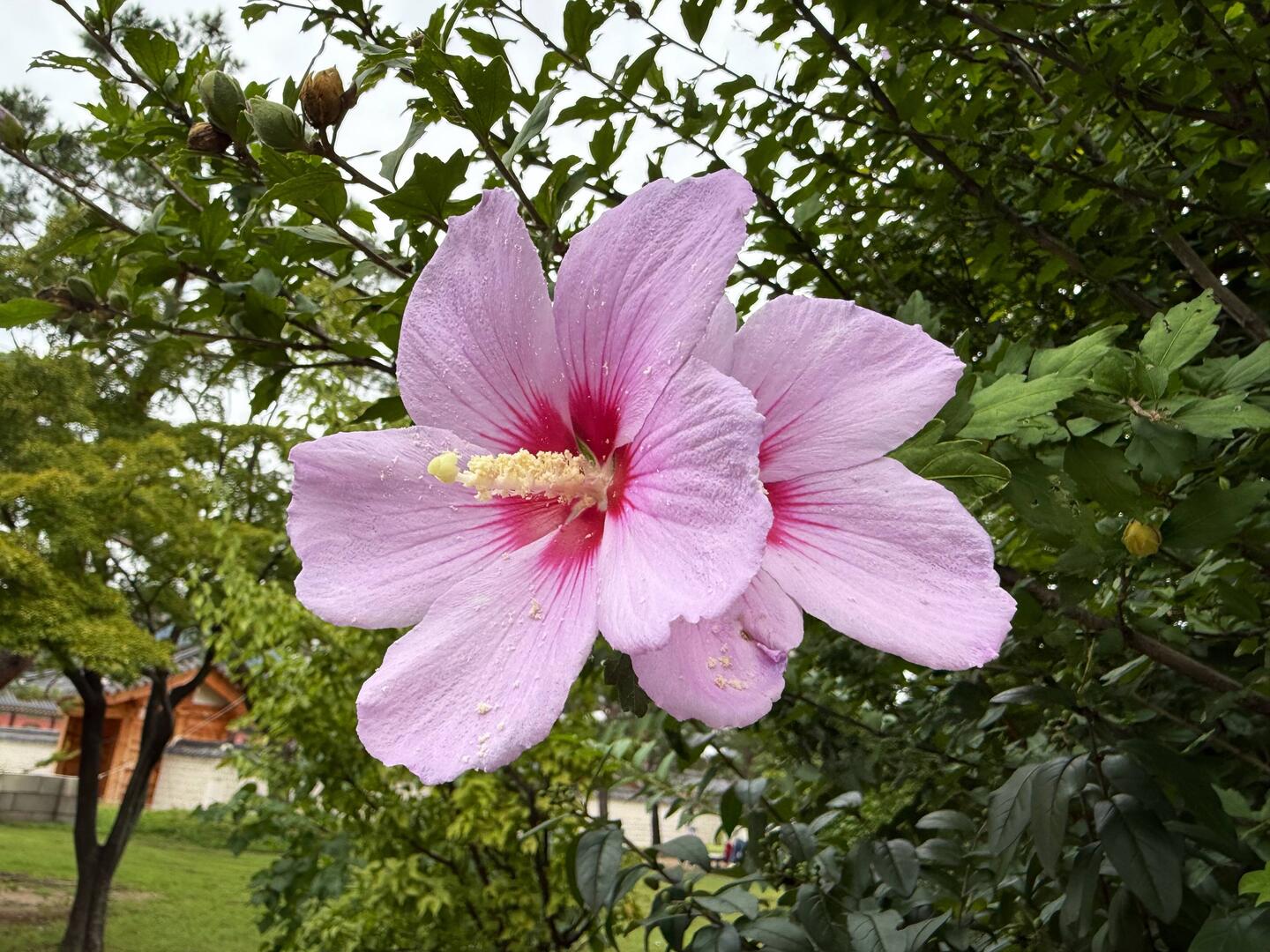 Rose Of Sharon Korean National Flower