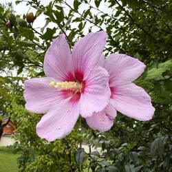 Rose Of Sharon Korean National Flower