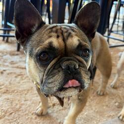 Pablo loved the sand floor