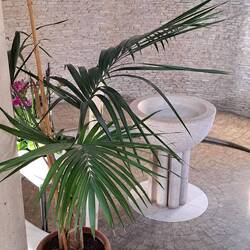 Ci manca il pesce rosso