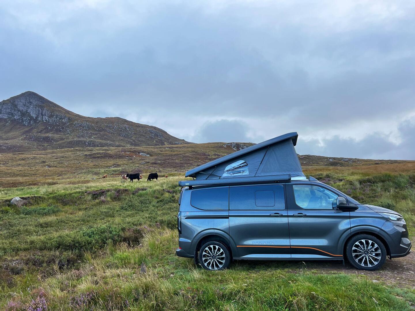 Morgens haben uns die Kühe begrüßt 🐄🤍