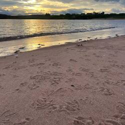 Die Möwen waren auch schon morgens untwerwegs