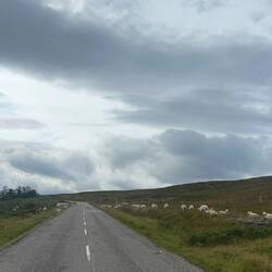 An den Schafen vorbei geht es weiter nachdem wir in Ullapool getankt & Frischwasser aufgefüllt haben