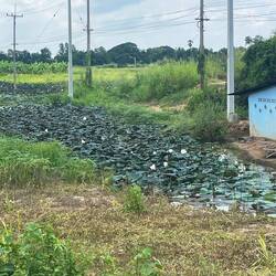 Many little swamps with pretty lotus flowers