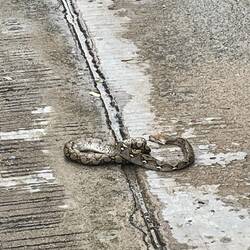 Dead but not too squished