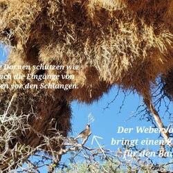 Siedelweber in friedlicher Gemeinschaft